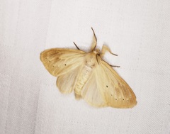 Laelia anamesa