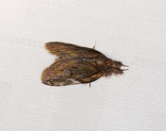 Lamprothripa scotia