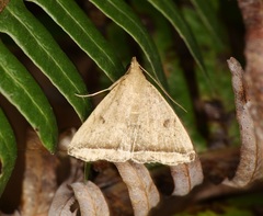 Lysimelia lucida