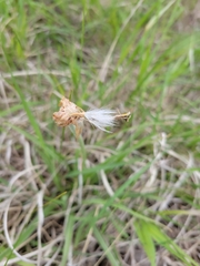 Nothocalais cuspidata