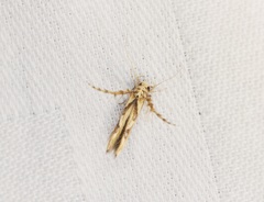 Stathmopoda stimulata