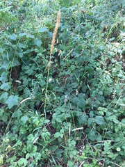 Elymus glaucus glaucus