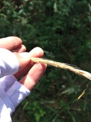 Elymus glaucus glaucus