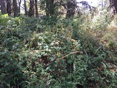 Elymus glaucus glaucus