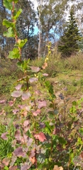 Muehlenbeckia rhyticarya