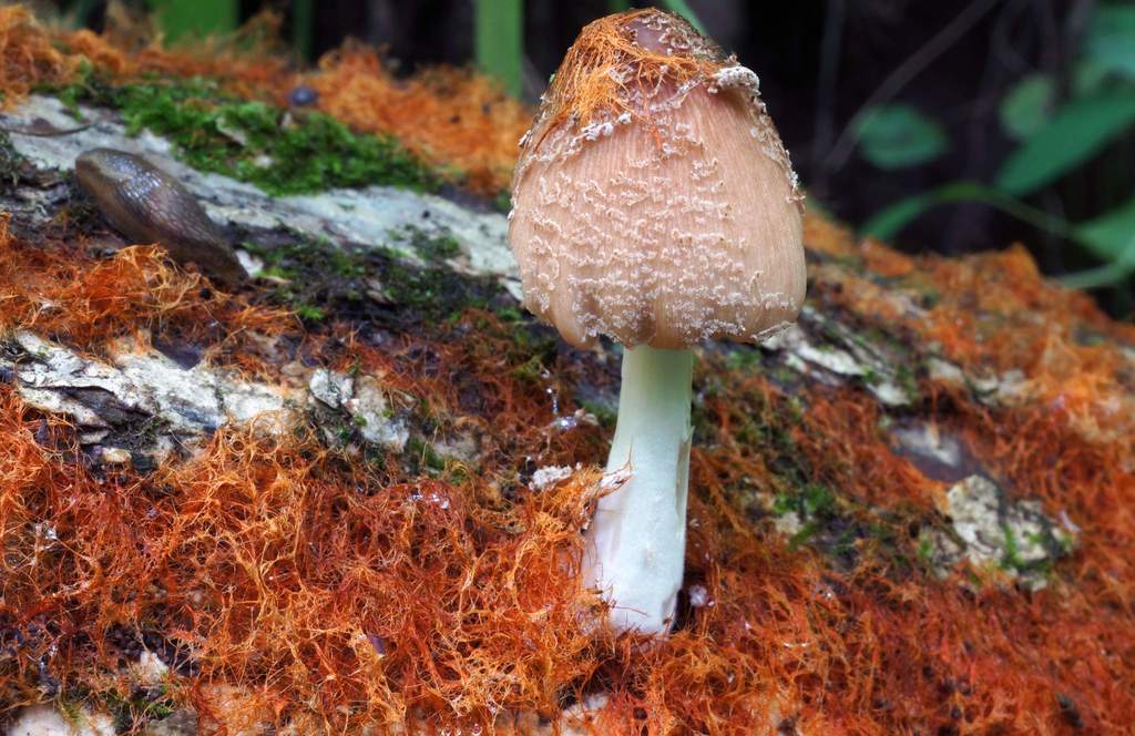 Brittlestems and Allies