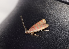 Dichomeris sandycitis