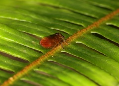 Eoscarta karschi