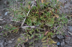 Polygonum plebeium