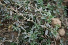 Polygonum plebeium
