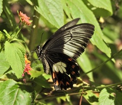 Papilio ambrax