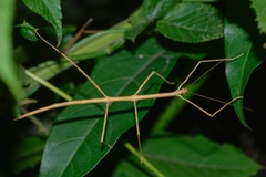 Phasmida