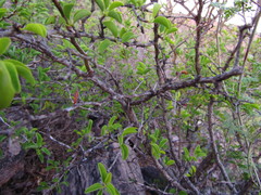 Ximenia