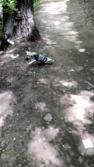 Columba livia domestica