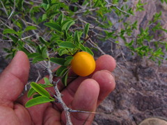 Ximenia