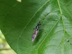 Eudmeta marginata