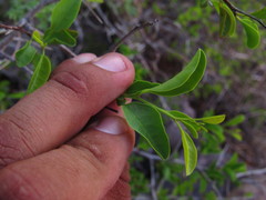 Ximenia