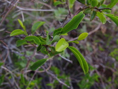 Ximenia
