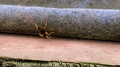 Coleoptera
