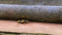 Coleoptera