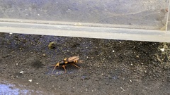 Coleoptera