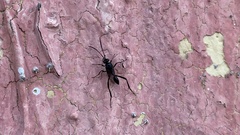 Hymenoptera