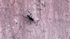 Hymenoptera