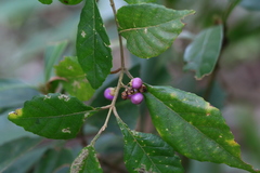 Callicarpa remotiflora