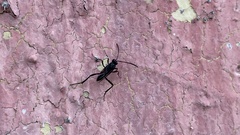 Hymenoptera