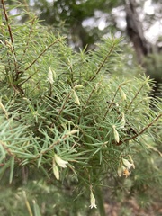 Leptecophylla divaricata