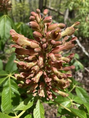 Aesculus × mutabilis