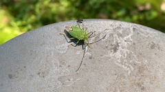 Hemiptera