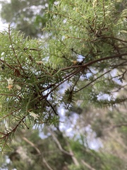 Leptecophylla divaricata