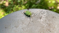 Hemiptera
