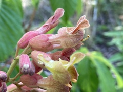 Aesculus × mutabilis