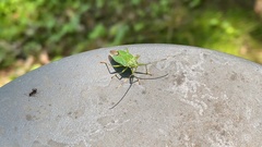 Hemiptera