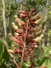 Aesculus × mutabilis
