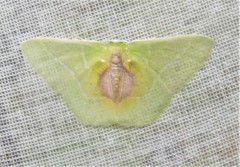 Nemoria astraea