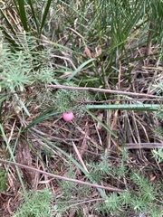 Leptecophylla divaricata