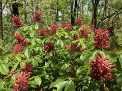 Aesculus × mutabilis