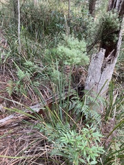 Leptecophylla divaricata