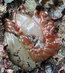 Cribrinopsis fernaldi