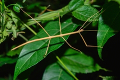 Phasmida