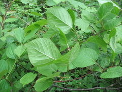 Actinidia kolomikta