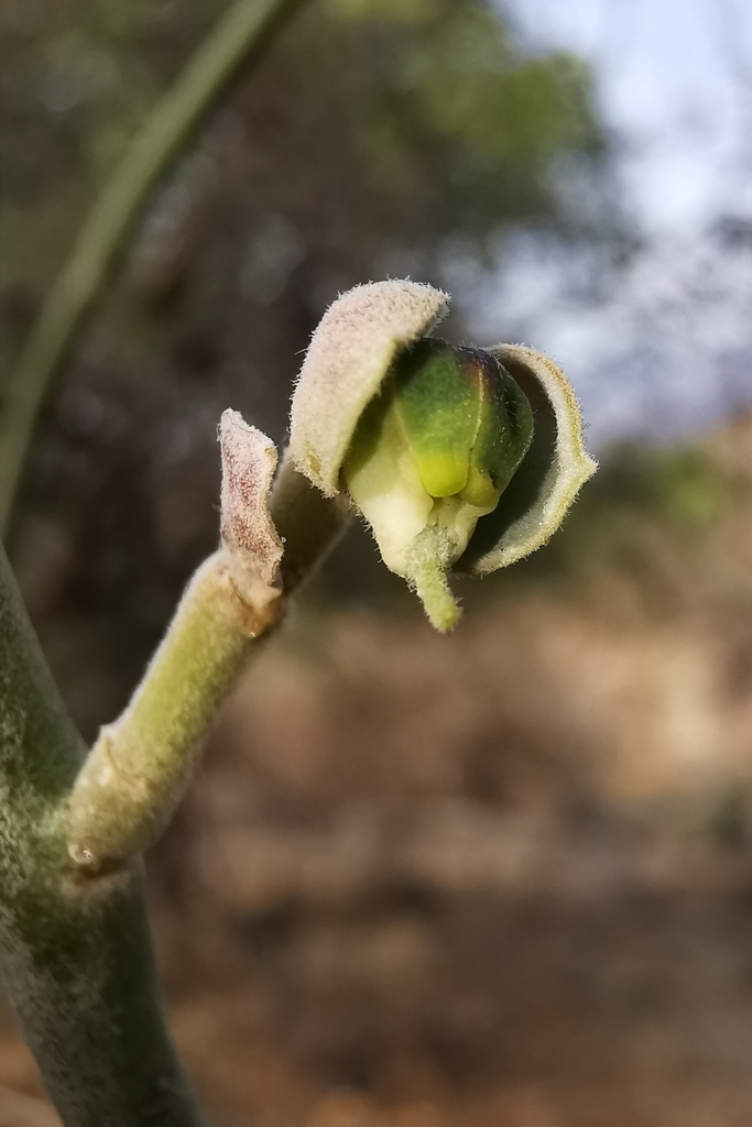 Euphorbia diazlunana