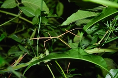 Phasmida