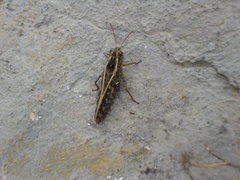 Calliptamus barbarus