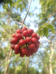 Huberantha cerasoides