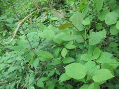 Actinidia kolomikta