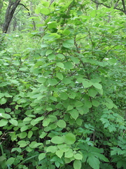 Actinidia kolomikta